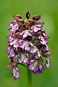 Lady orchid (Orchis purpurea)