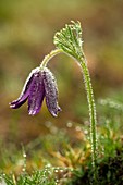 Pasque Flower (Pulsatilla vulgaris)