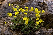 Hoary Rockrose (Helianthemum canum)