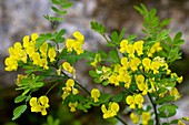 False Senna (Coronilla emerus)