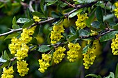 Barberry (Berberis vulgaris)