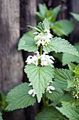 Stinging nettle (Uritica dioica)