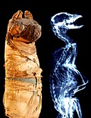 Mummified Ancient Egyptian dog and X-ray