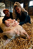 Stress therapy using pigs