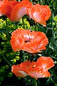 Papaver orientale 'Picotee'