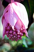 Medinilla magnifica