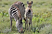 Plains zebras,Tanzania