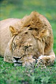 African lion sleeping