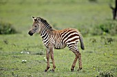 Plains zebra foal,Tanzania