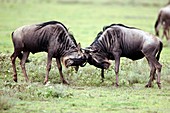 Male wildebeest fighting,Tanzania