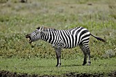 Plains zebra calling,Tanzania