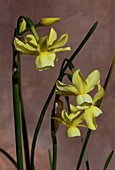 Daffodil (Narcissus 'Hawera')