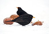 Blackbirds feeding on apples