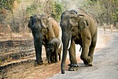 Working Indian Elephants