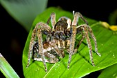 Wandering spider eating a spider