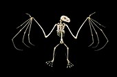 19th century fruit bat skeleton