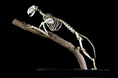 19th century cat skeleton