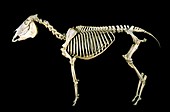 19th century donkey skeleton