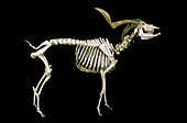19th century goat skeleton