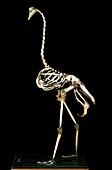 19th century ostrich skeleton