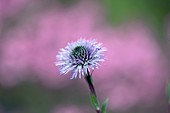 Globe Daisy (Globularia spinosa)