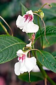 Impatiens tinctoria