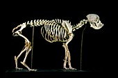 19th century bulldog skeleton