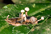 Cordyceps fungus on a large fly