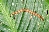Velvet worm