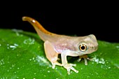 Small hylid frog metamorphosing