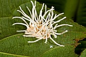Cordyceps fungus on an insect