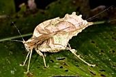 Leaf-mimic katydids courting
