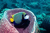 Emperor angelfish in sponge