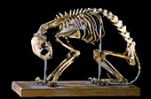 19th century deformed cat skeleton