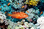 Coral hind and cleaner fish