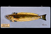 Historical model of a weever fish