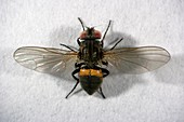 Male lesser house fly