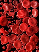 Human red blood cells,SEM
