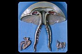 Anatomical model of a jellyfish