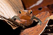 Tropical toad (Bufo castaneoticus)