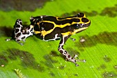 Tree frog (Ranitomeya ventrimaculata)