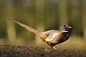 A male Pheasant