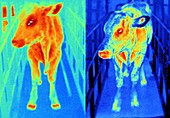 Healthy and infected cows,thermograms
