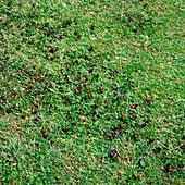 Self heal (Prunella vulgaris) in a lawn
