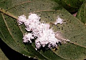 Mealy bugs on a leaf