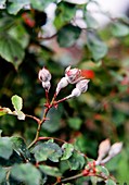 Powdery mildew on rose buds