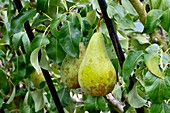 Pear (Pyrus communis 'Conference')