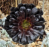 Aeonium 'Zwartkop'