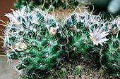 Mammillaria glochidiata