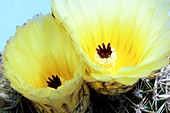 Notocactus rutilans var. longispinus